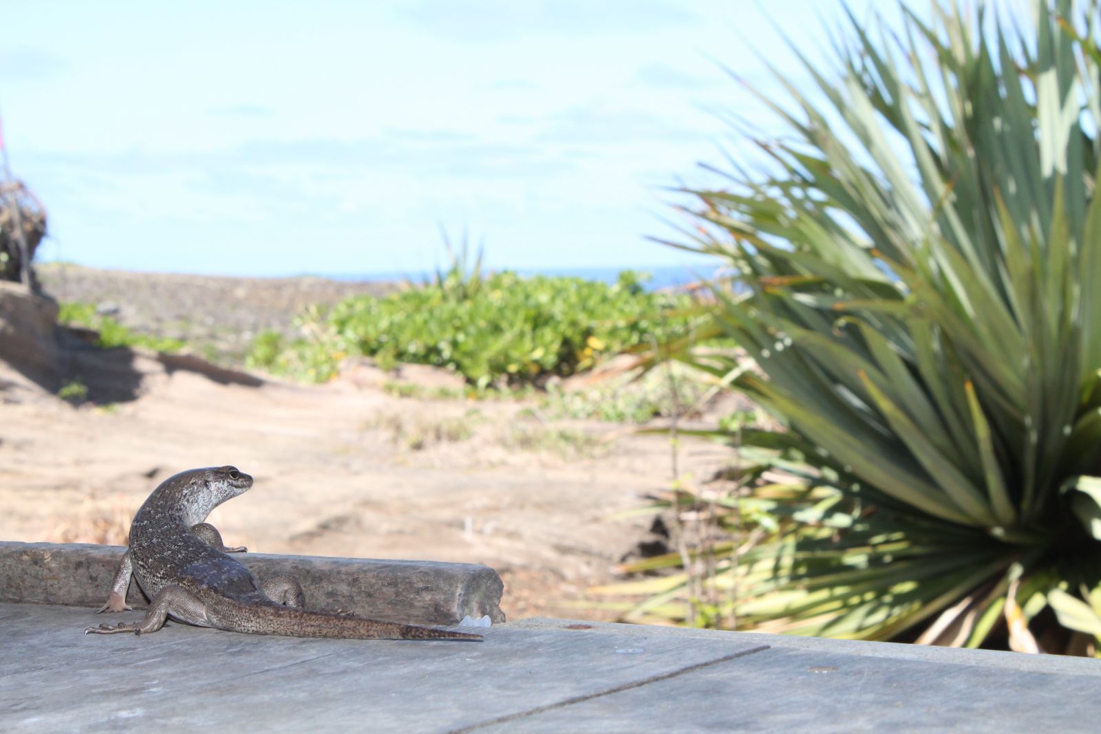 Reptile in Mauritius