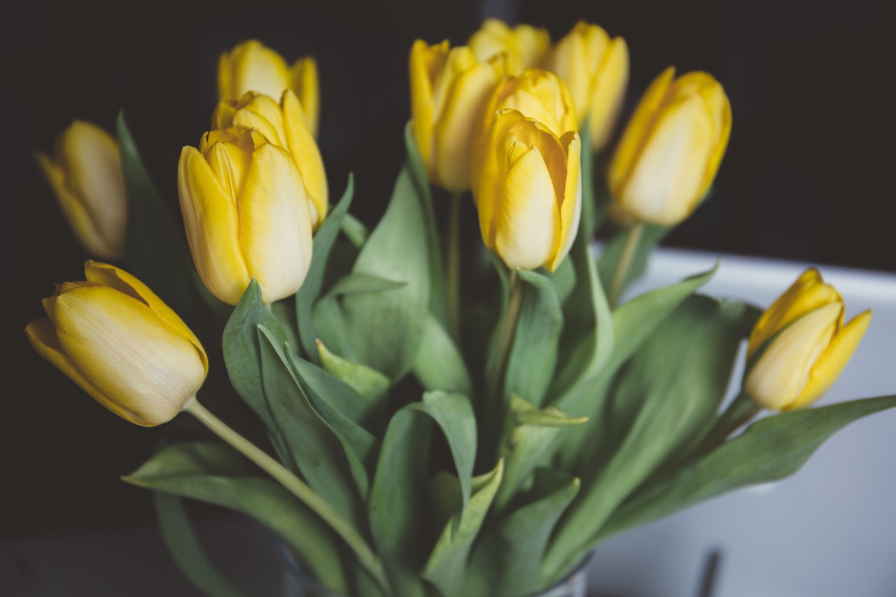 Student World Online | Tulips