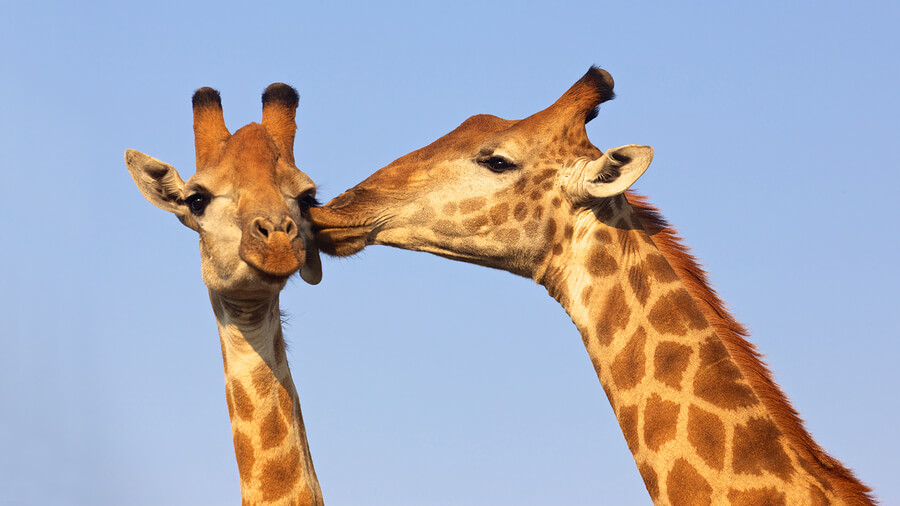5 Incredible Wildlife Conservation Degree Courses | Student World Online 5 Incredible Wildlife Conservation Degree Courses | Student World Online